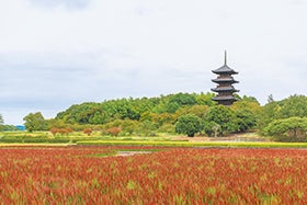 松茸バイキングと赤米田園風景に映える備中国分寺2