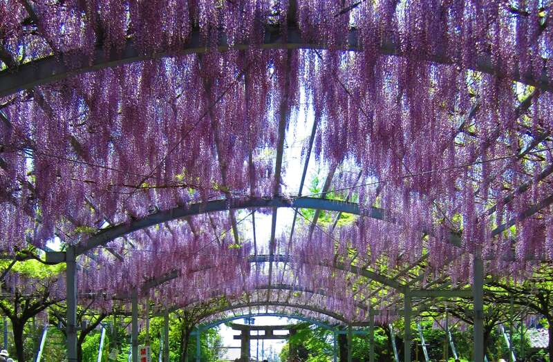 【柳川・みやま・羽犬塚・西鉄久留米発】 山田日吉神社の大藤棚・日輪寺35,000株のツツジ・幻花アイラトビカズラ　春の熊本花三景　日帰り1