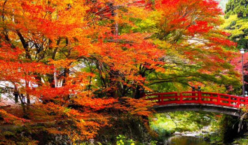 【大分・かんたん・北浜・別府発】 カニ姿＆ふぐ刺し20枚を食す大人の贅沢！青海島自然研究路と紅葉に染まる西の高野・大寧寺　日帰り　2