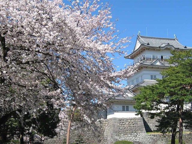 ■【静岡・神奈川】春風に吹かれて！桜舞う小田原城址公園＆いちご狩り食べ放題！富士を望む大吊橋がらの絶景！三島スカイウォーク＜三島コロッケ付＞♪1