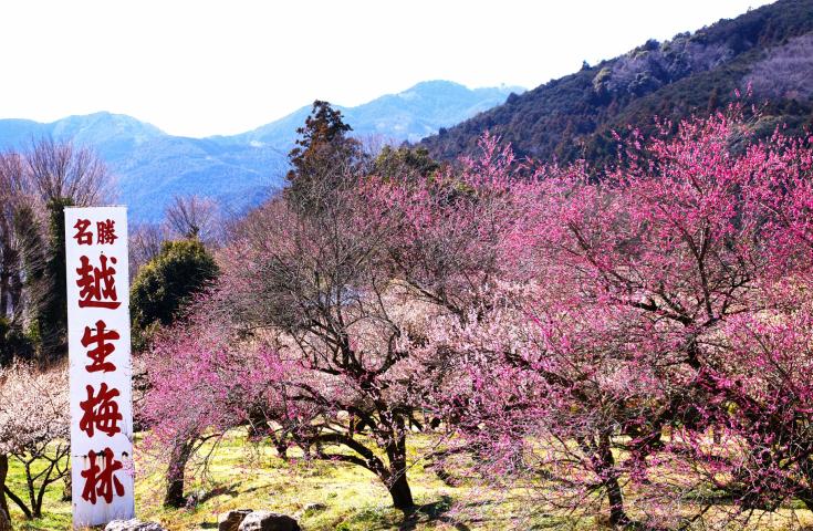 [横浜・町田発]早春の越生梅林散策で梅まつり＆豪華ズワイガニや神戸牛しゃぶしゃぶの食べ放題！サイボクハムで買い物や食べ歩き等お楽しみの日帰りバスツアー1