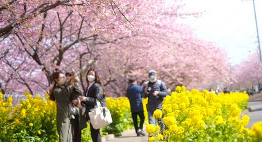 ＜新宿発・西船橋発＞ 早咲き桜と菜の花の競演！三浦海岸の河津桜といちご狩り食べ放題・絶景スポット城ヶ島　そして、マグロの町・三崎下町ぶらり散策♪