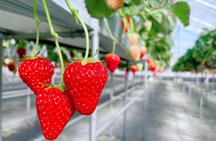 【早割30】[横浜発]職人の技を堪能！本格江戸前寿司＆旬のいちご狩り食べ放題♪小江戸川越散策と光の絶景『あしかがフラワーパーク』イルミネーション鑑賞を巡る日帰りバスツアー！2