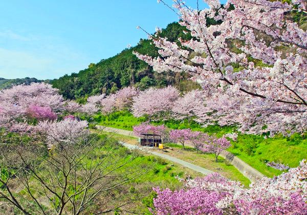 [北九州発] 福智スイーツ大茶会と金山サクラ園700本の桜3