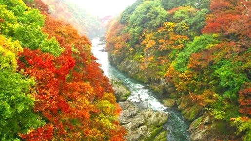 ＜Web割対象商品＞【キングツアーバス旅】ローカル列車に揺られてもみじ狩り！わたらせ渓谷鐵道と高津戸峡 感動の富弘美術館〔明大前・新宿発〕2