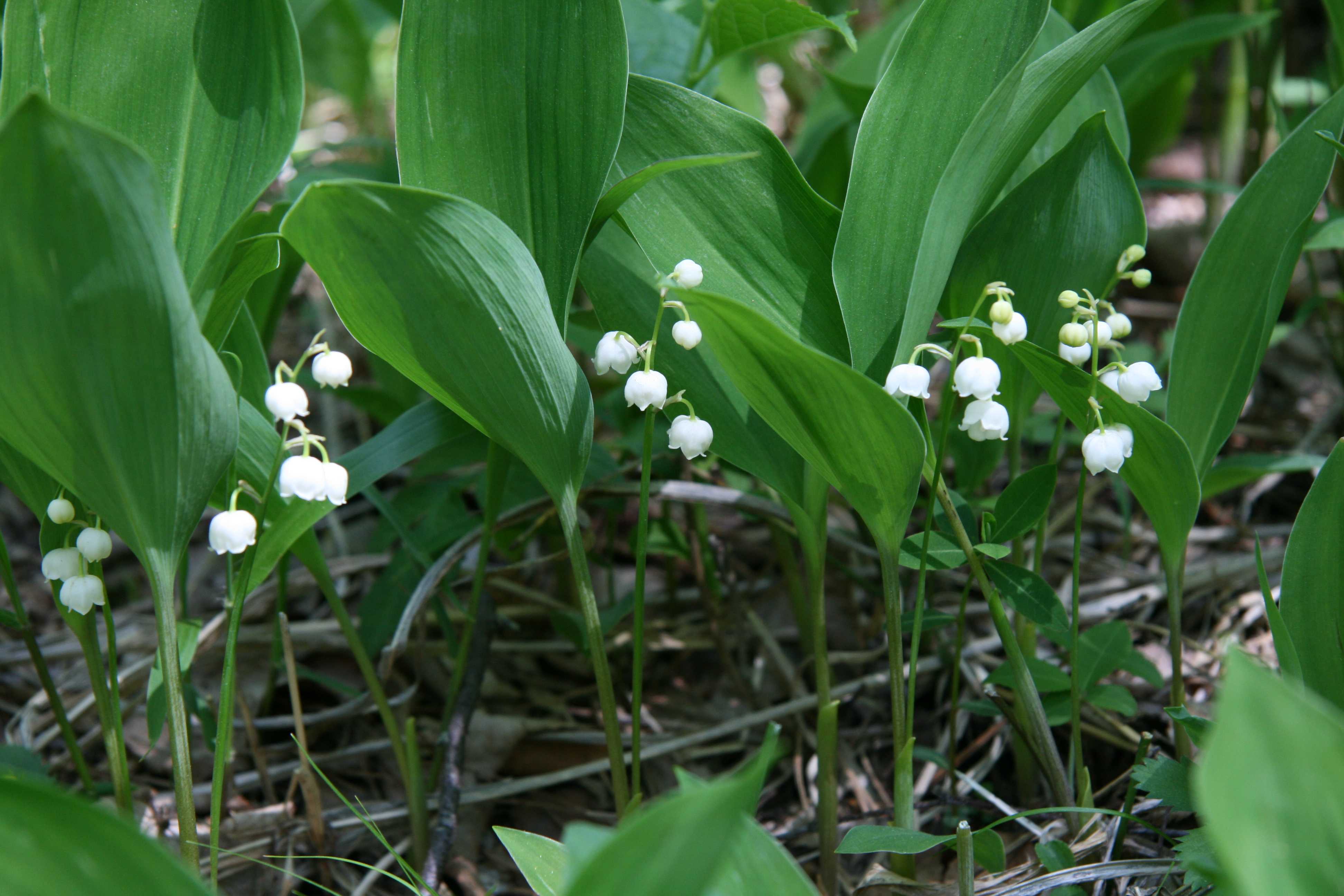 【静岡県内発】 メロン・さくらんぼ・びわ！初夏の３つの高級フルーツ付！全国的に貴重な芦川スズラン群生地と笛吹里山三段せいろ御膳3