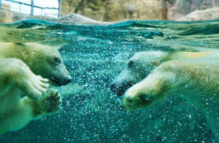 [札幌発]行動展示で一躍人気になった旭山動物園と幻想的な雰囲気を楽しむ美瑛・青い池＆富良野お花畑鑑賞する内容盛り沢山のバスツアー！