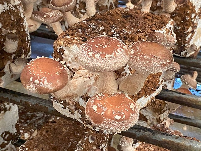 ■《日本テレビ　ヒルナンデス！＆ＺＩＰ！にて紹介コース》【千葉】魅力がギュッと千葉！ヒルトン成田でエレガントホテルランチビュッフェ♪きのこ狩り＆成田山新勝寺周辺散策♪はちみつ工房♪3