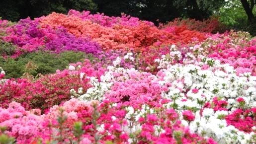 ＜Web割対象商品＞【キングツアーバス旅】色とりどりの花名所♪あしかがフラワーパークふじのはな物語とつつじ＆ネモフィラ〔府中・調布発〕2