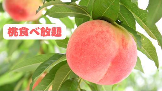 ＜Web割対象商品＞【キングツアーバス旅】贅沢なW狩り！シャインマスカット一番乗り1房狩りと桃食べ放題♪清らかな湧水と美しい太郎次郎滝・名水野菜工場〔狛江・新百合ヶ丘発〕2