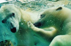 ★全日出発決定★行動展示で人気の旭山動物園と流氷を砕きながら進む姿は圧巻！新造船・流氷砕氷船『ガリンコ号III・IMERU』でサンセットクルーズを楽しむ欲張りプラン3