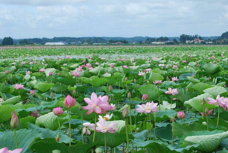 【岩手県内発】 伊豆沼のハスと三本木ひまわりの丘　やくらいガーデン　日帰り1
