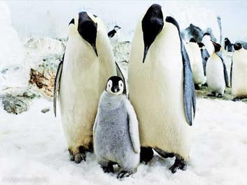 ■レンタカー付プラン〈往復関西国際空港利用〉JALで行く！和歌山　アドベンチャーワールド1日入園券付　観光施設に好アクセス！リゾートコンドミニアム型ホテル　クリスタルエグゼ南紀白浜Ⅱ指定　2泊3日