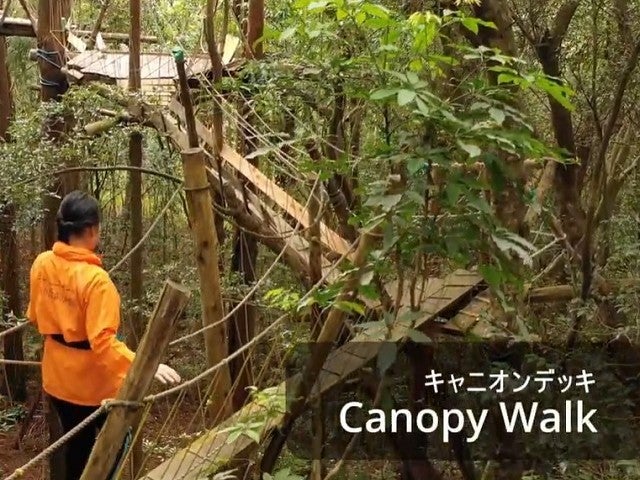 ■≪屋久島の森を鳥目線で楽しもう！キャノピーウォーク（滞在中1回）≫　往復航空機利用屋久島　3泊4日1