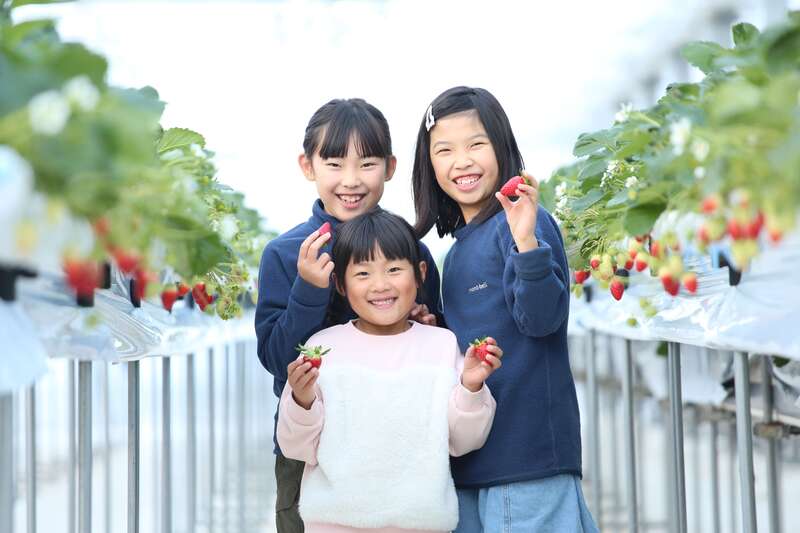 【出雲・松江・米子発】糖度12度以上の農園で完熟いちご狩り食べ放題とはちみつ採取体験　日帰り1