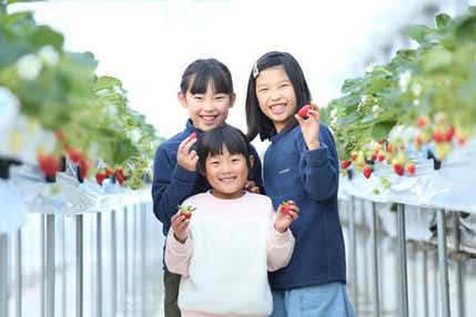 【出雲・松江・米子発】糖度12度以上の農園で完熟いちご狩り食べ放題とはちみつ採取体験　日帰り