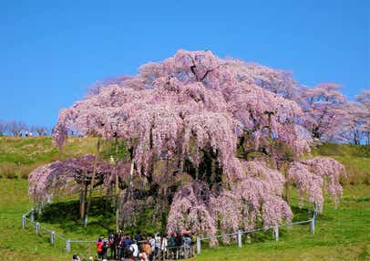 【群馬県内発】 日本三大桜「三春の滝桜」「花見山公園」「鶴ヶ城公園」「日中線しだれ桜」 みちのく南東北桜ハイライト　2日間