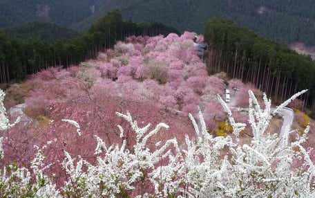 【奈良ルート発】 奈良2つのしだれ桜 名所めぐり“⾼⾒の郷”&“花の郷 滝⾕”と 三輪明神「⼤神神社」 ⽇帰り