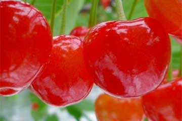 【高級果実狩り🍒＆『パイナップルや季節野菜』のお土産が付いて日帰り３食付き！/新宿・池袋・町田・三鷹・立川発】上州ブランド高級果実さくらんぼ🍒狩り食べ放題スペシャル！1