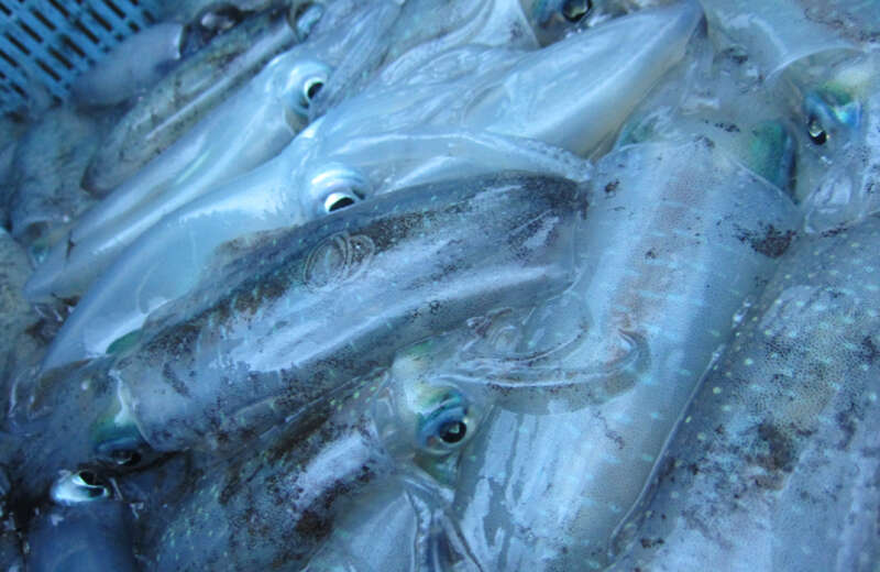 【大阪市内エリア発】 丹後の旬を満喫！贅沢地いか丼と日本三景「天橋立」・元伊勢 籠神社　日帰り2