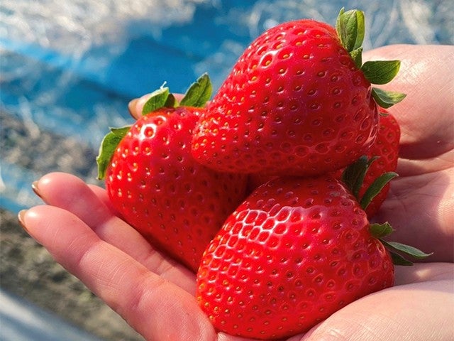 ■【栃木】プレミアムいちご★「スカイベリー」と「とちあいか」2種食べ比べ！いちご狩り食べ放題＆あしかがフラワーパーク「光の花の庭」＆果実畑の隠れ家でイタリアンビュッフェ！2