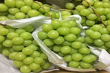 【さいたま新都心発】フルーツ王国群馬で夢のシャインマスカット食べ放題＆さらに葡萄狩りも食べ放題スペシャル！1