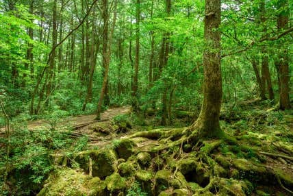 ＜2025年春スタート/富士山すそ野ウォーク＞『第１４回　精進湖民宿村～富岳風穴前』【町田・中央林間出発】