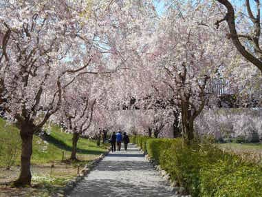 【千葉県内発】 春らんまんミステリーツアー　日帰り