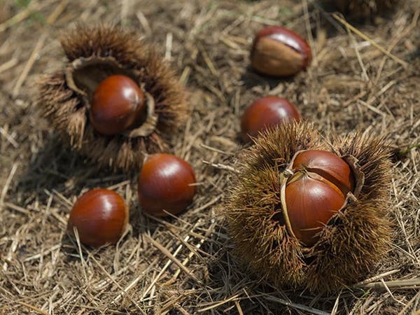 ■【栃木・茨城】収穫の秋がやってきた！ダブル収穫体験「栗拾い！梨狩り！」＆果実畑の隠れ家でイタリアンビュッフェ＆北関東最大級！道の駅でお買い物♪2