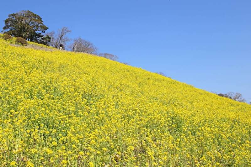 【神奈川県内・町田発】 陽春の牧場の休日！羊年だYO！マザー牧場名物ジンギスカン食べ放題とシープショー＆関東最大級！菜の花畑見物3