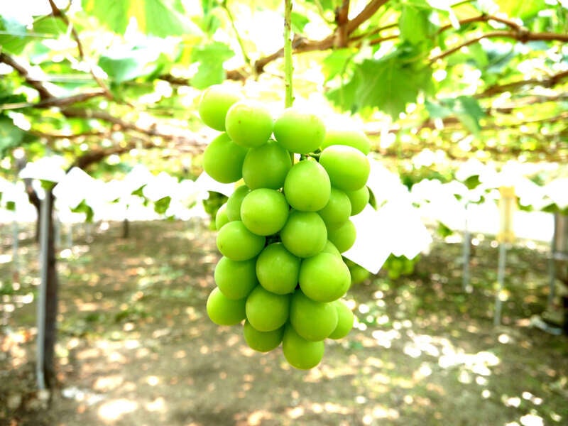 【群馬県内発】 シャインマスカット＆メロン食べ放題ミステリー日帰り1