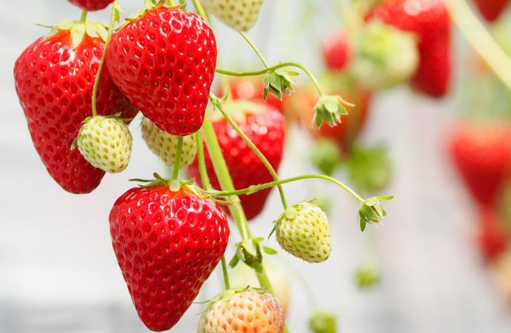 【早割30】[横浜・川崎発]千葉で大人気の贅沢なカニも含む海鮮浜焼き＆房総いちご狩り食べ放題♪はちみつ工房の見学や食べ比べ試食体験、カリッと揚げたて芋けんぴのご試食やお買い物等、早春の千葉を大満喫の日帰りバスツアー!2