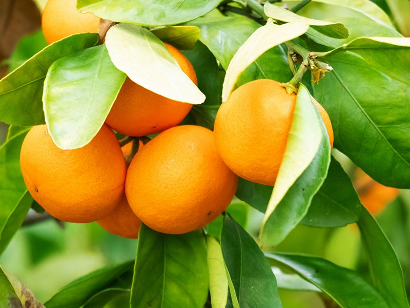 🔥催行確定！12/6・13🔥【新宿発】『🔥ぶっとび格安🔥』圧倒的なスケール！東京ドイツ村イルミネーション✨海鮮浜焼き＆海鮮丼食べ放題!! 旬の甘～い房州みかん狩り30分食べ放題🍊大人気PA「海ほたる」も！2