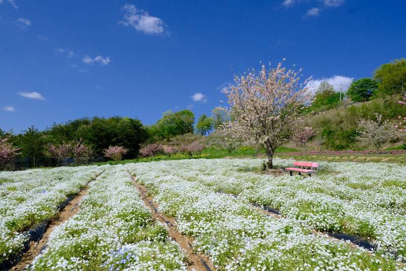 【高知県内発】 しだれ桜の名所「世羅甲山ふれあいの里」と白ネモフィラ咲く「花の駅せら」　日帰り2