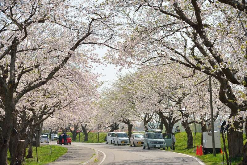 【秋田市内発】 函館湯の川温泉に宿泊！五稜郭・北斗桜回廊　道南桜めぐり 2日間2