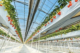 「フェリーチェ」でいちご食べ放題！とビーフシチューランチ1