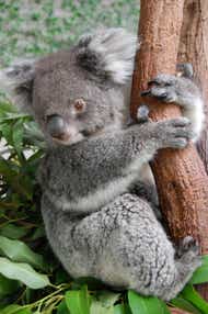 大潮の日に行く！鳴門海峡うずしおクルーズとばら咲く淡路ファームパークイングランドの丘 日帰り