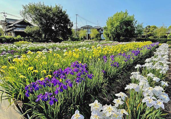 【福岡県助成金付】明治創業の大川百五十年料亭で食す幻の魚えつ会席フルコースの宴3