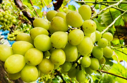 11/7・9・15・19・23・27・29 催行決定[新宿発]上品な甘みが特徴の「シャインマスカット狩り食べ放題」と牡蠣も含んだ「海鮮浜焼き」食べ放題！「三島スカイウォーク」スカイガーデン等、山梨＆静岡縦断の旅！