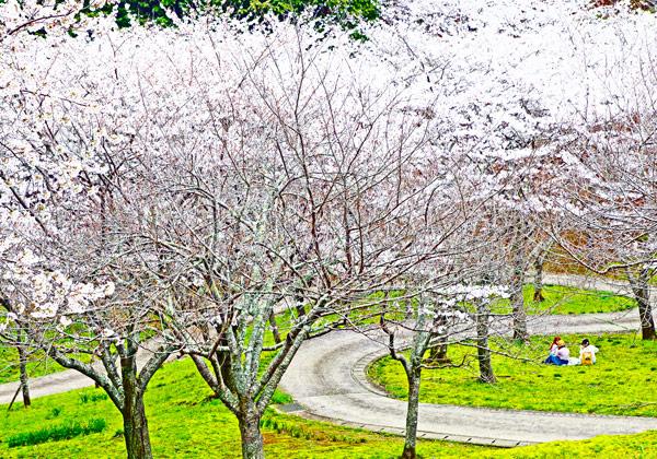 合馬筍づくし料理と天地山公園と白野江植物公園春花うつろい観賞2