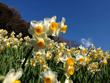 鳳凰の旅【西船橋・船橋競馬場駅前発】をくづれ水仙郷と鴨川館で和会席の昼食＜コースNo.25-1138＞（京成トラベル）