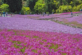 明石　名谷　三宮発
100万株の青い花ネモフィラ祭り2026と三田芝桜園花のじゅうたん3
