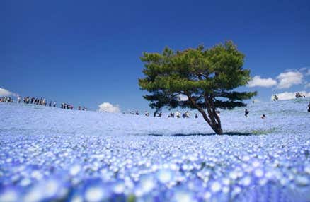 [西船橋発]≪VIPダブル花三昧≫一面、青の絨毯！ひたち海浜公園で絶景「ネモフィラ」鑑賞&あしかがフラワーパークでふじのはな物語「大藤まつり」鑑賞