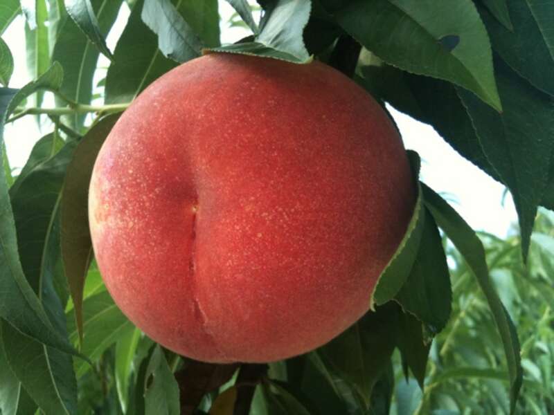 【岩手県内発】 もも2個付き　フルーツの宝庫　福島もも狩り食べ放題　日帰り1