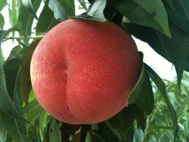 【岩手県内発】 もも2個付き フルーツの宝庫 福島もも狩り食べ放題 日帰り