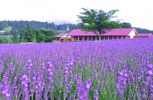 その数なんと、数万株！「メナード青山リゾート・ラベンダー畑」と見渡す限りを埋め尽くす約75,000株のあじさい「かざはやの里」初夏の花めぐり！【大和八木・橿原神宮・五位堂発】1