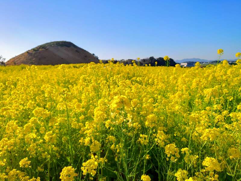 【光・下松・徳山発】つやざき漁港食堂・空と海で食す豪快漁港めし＆旧伊藤伝右衛門邸「座敷雛」　日帰り3