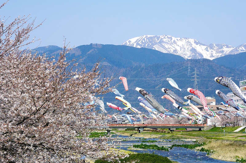 【富山県内発】 すごろく季節の花めぐり4月　第1回さくら　大垣城の桜と相川水辺公園のこいのぼり1