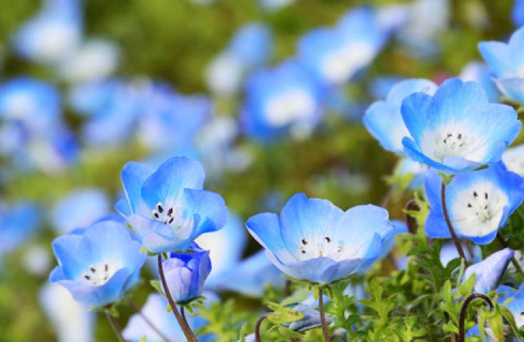 [東京発]日本の絶景 ひたち海浜公園のネモフィラ鑑賞と甘〜いイチゴ狩り食べ放題！ピリッと辛口♪めんたいパークの工場見学＆試食体験！2