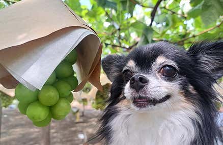 【愛犬同伴プラン】(10/12)秋の富士山五合目散策&シャインマスカット狩り食べ放題(嬉しいサンシャインレッドのお土産付き)!! ヨーロピアンなカフェレストランでハンバーグセットを堪能の日帰りvipわんツアー!